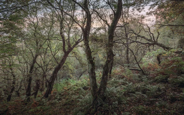 Moss-covered birch trees in autumn woodland with bracken undergrowth at dawn beneath a soft pink sky