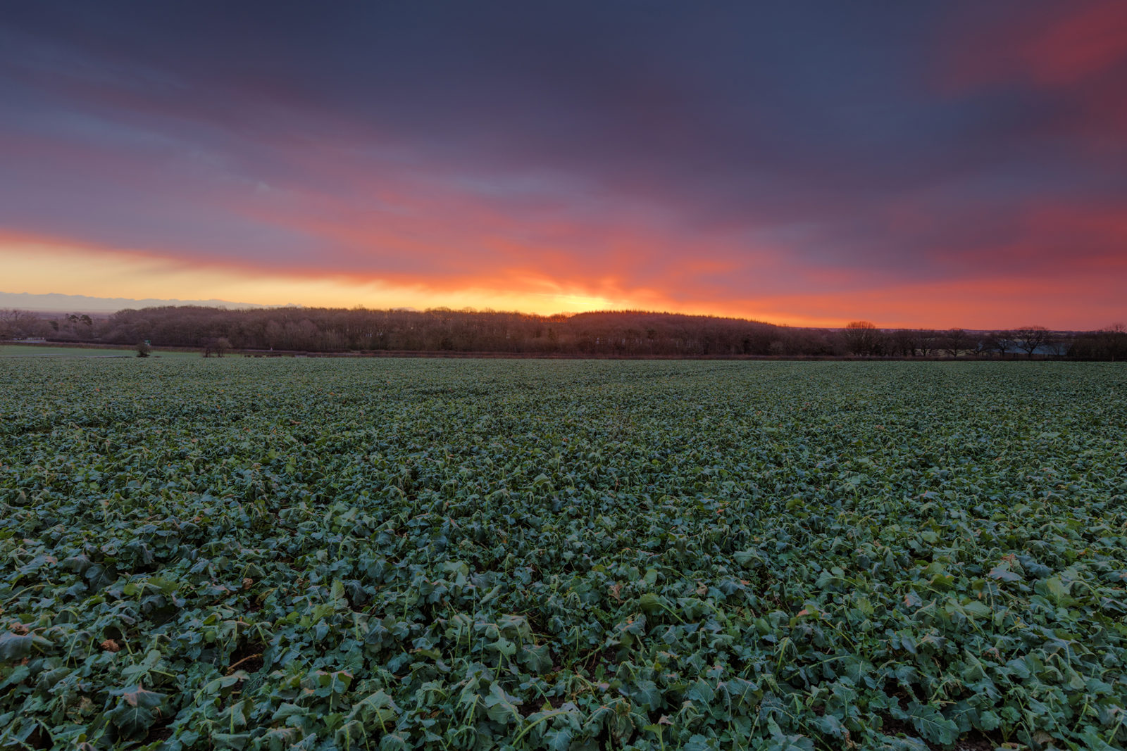 Vast green field under a vibrant, colourful sunset with a sky transitioning from deep blue to shades of orange and pink. The horizon features a silhouette of distant trees and a line of hills.