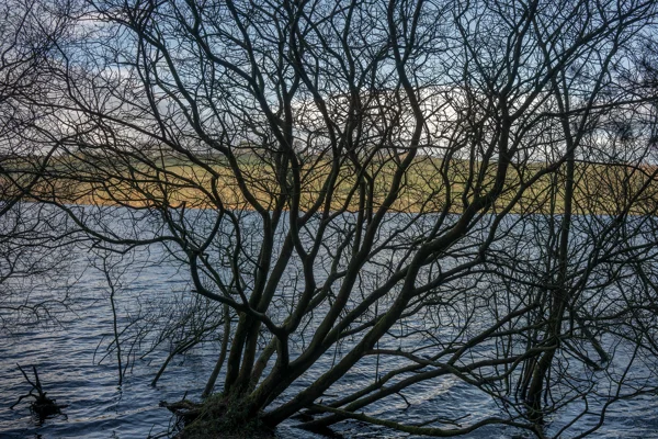 Bare tree silhouetted against a windswept reservoir with rolling farmland on the far shore in winter light.