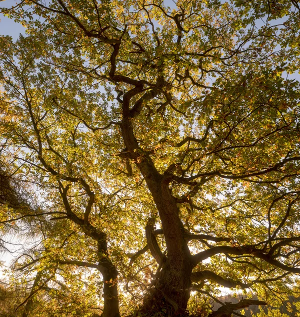 Ancient oak canopy backlit by golden autumn sun, its twisting branches and turning leaves viewed from below in woodland.