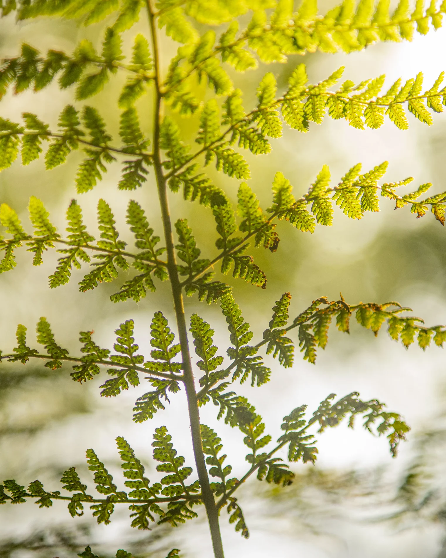 Backlit fern frond in woodland, its green leaves glowing in soft early morning light