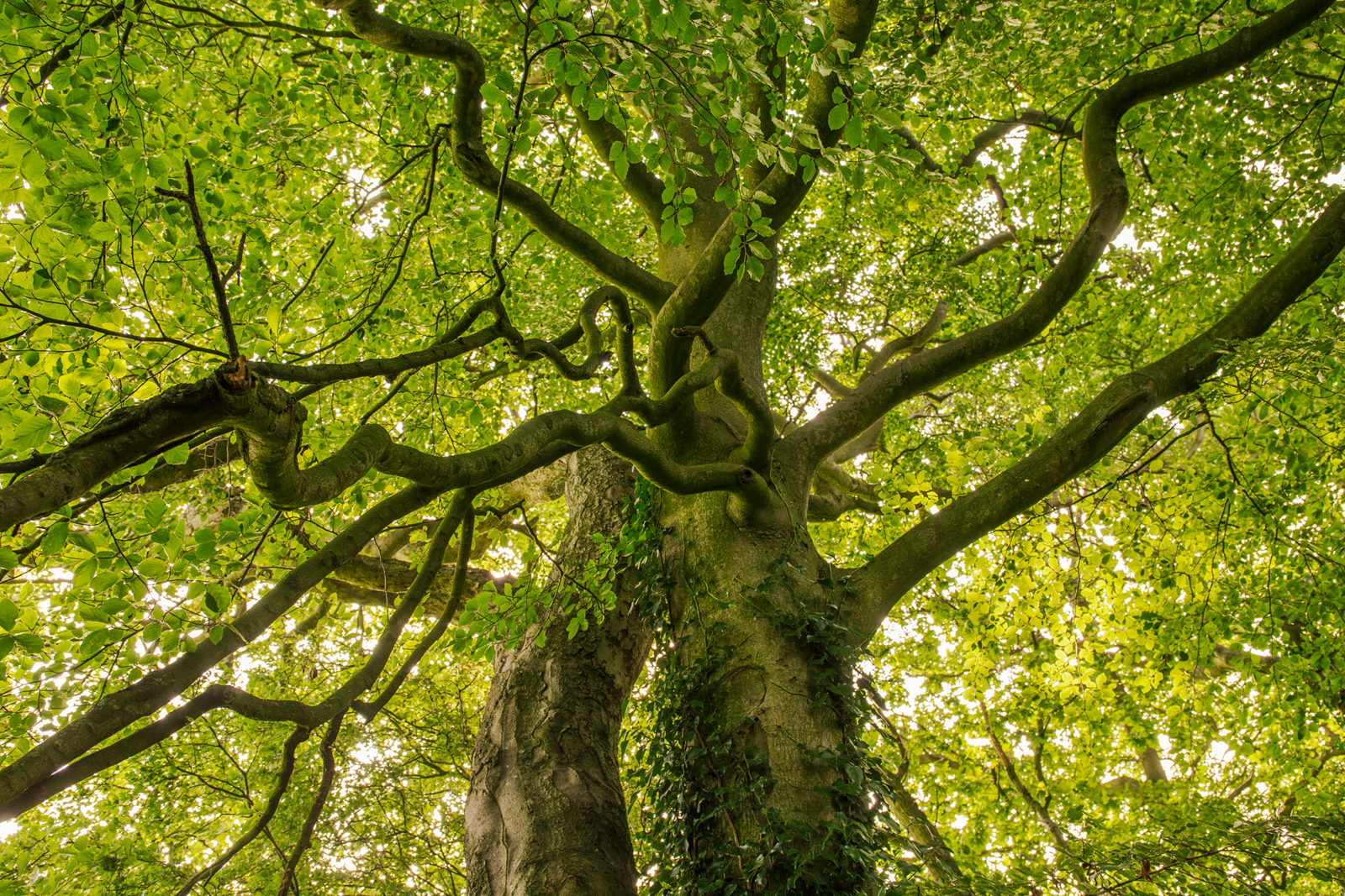 A robust tree with a thick trunk branches out with many twisting limbs, covered in a canopy of fresh, green leaves. Sunlight filters through, creating a dappled effect on the natural textures of the bark.