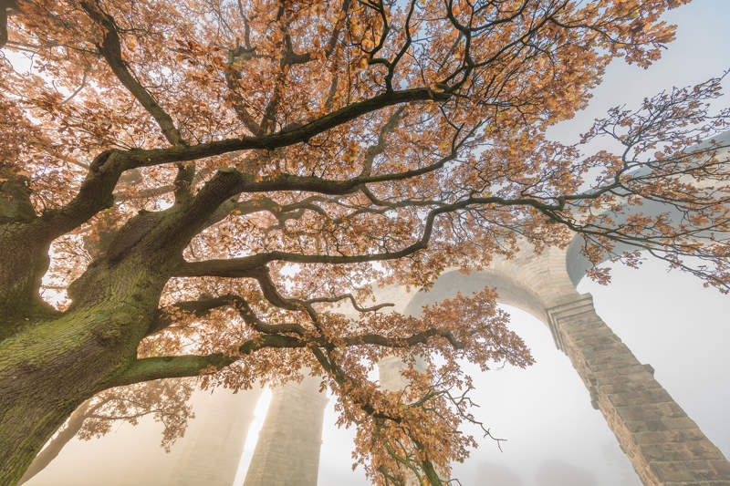 a tree with orange leaves