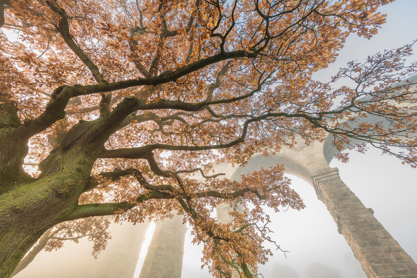  a tree with orange leaves