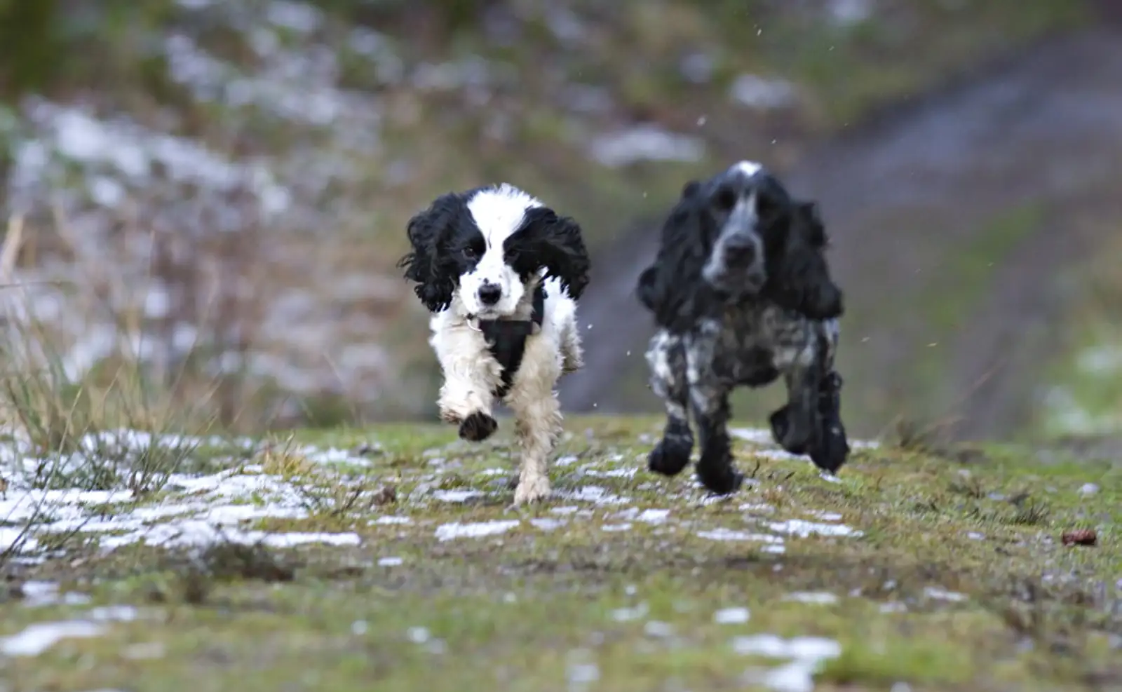 Leo and Lyra at Swinsty