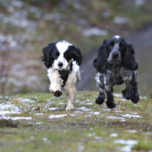 Leo and Lyra at Swinsty: Leo and Lyra at Swinsty