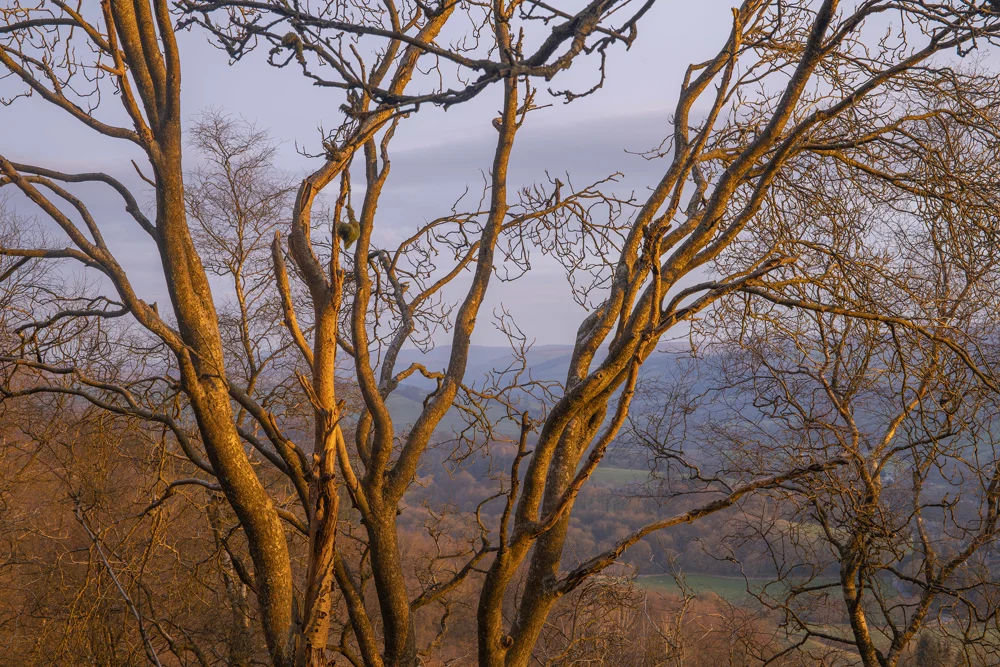 Bare winter tree branches lit by golden light, framing distant rolling hills and valleys at dusk