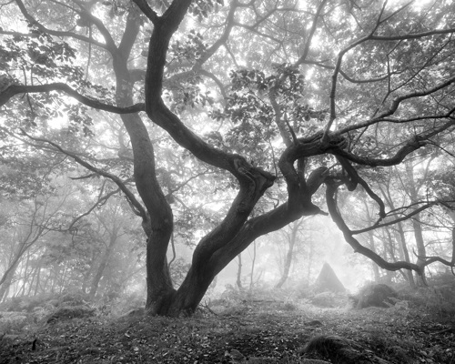 A Journey Through Ancient Woodland:  a close up of a tree