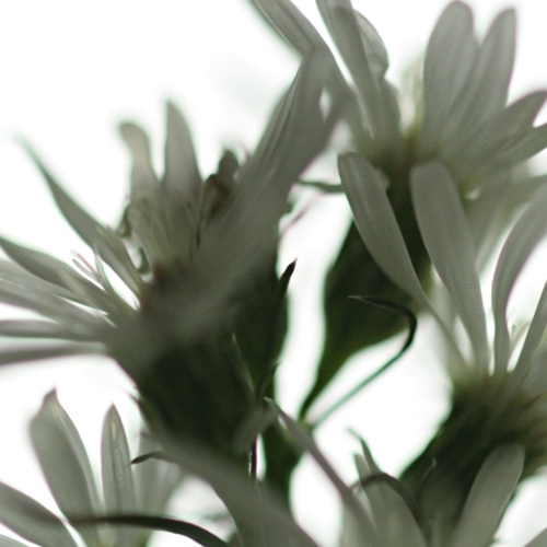 Flowers (1): Flowers