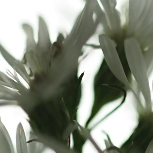 Flowers (1)
