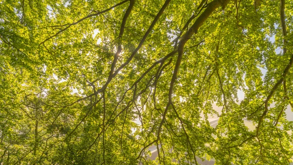 Sunburst through fresh green beech canopy in springtime woodland, viewed from below.