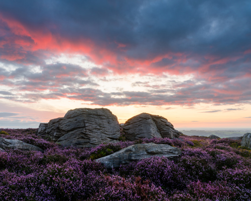 Moorland Landscapes: Large, weathered moorland rocks nestled amongst purple heather under a sky painted with fiery shades of red and orange clouds, signalling the end of a day. a field of purple flowers