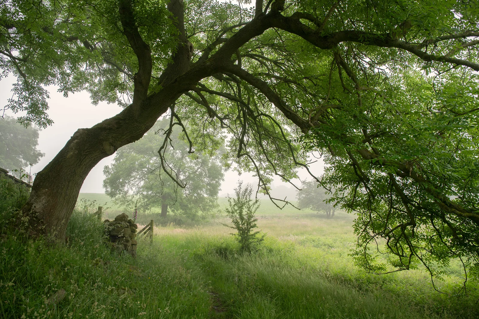 Leaning ash tree over a grassy path in misty summer meadow with dry stone wall and gate