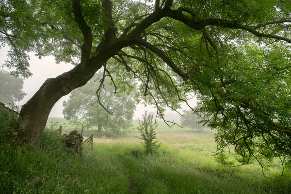 Leaning ash tree over a grassy path in misty summer meadow with dry stone wall and gate