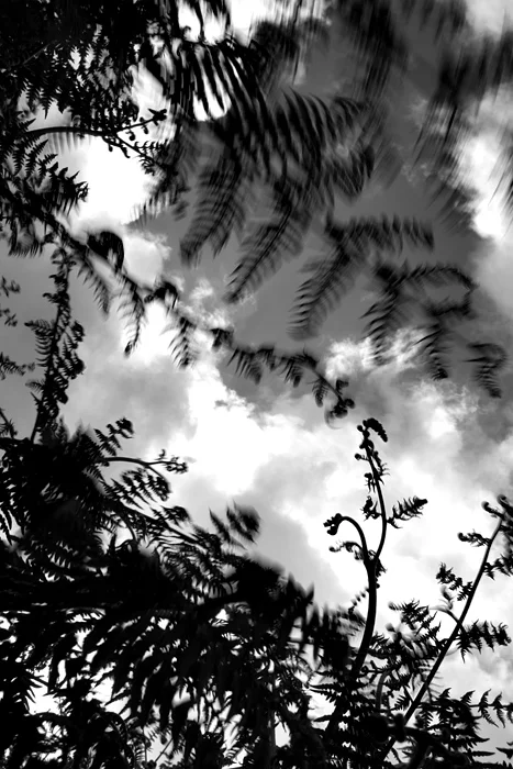Ferns