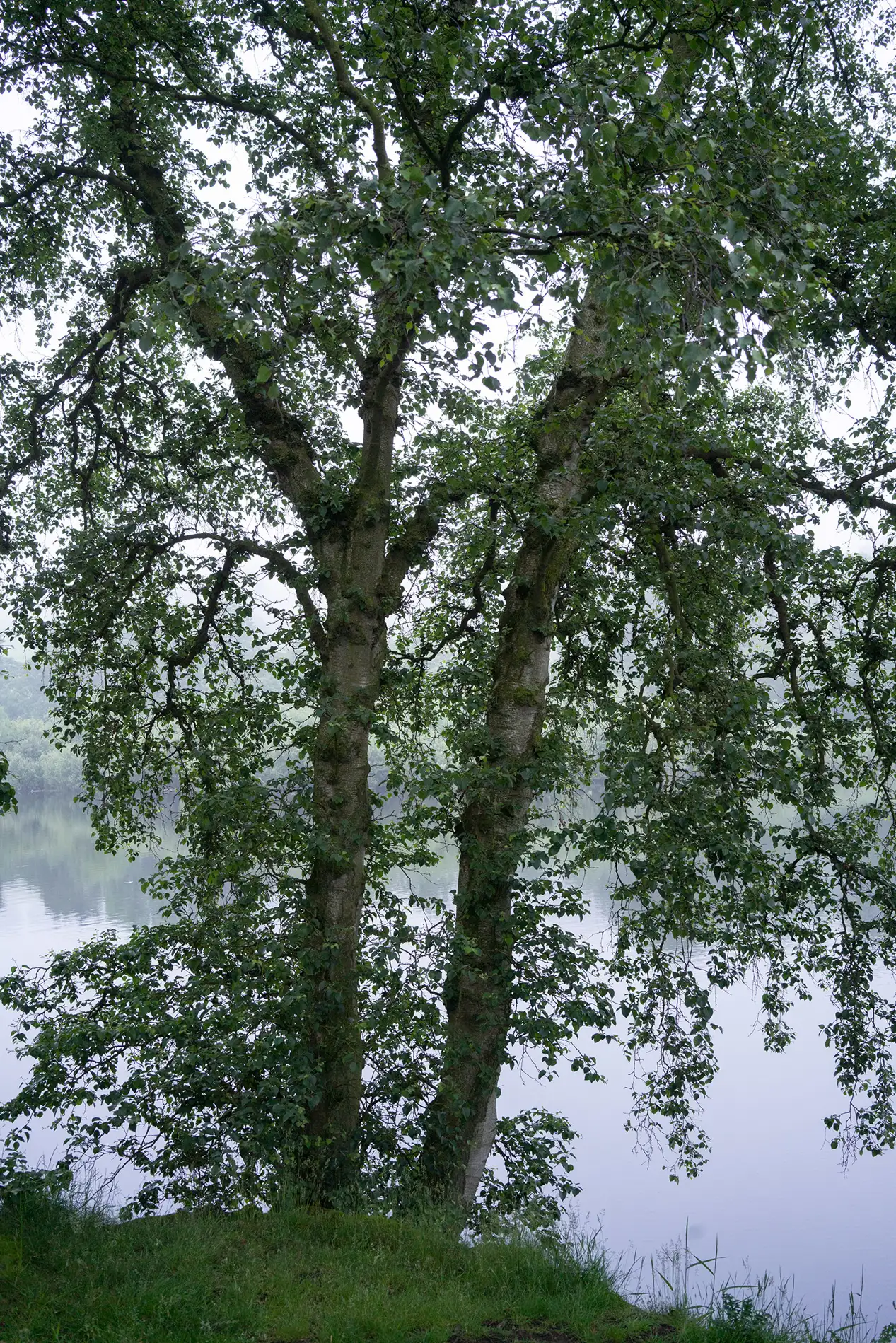 Twin silver birch trees on a misty lakeside in summer, their leafy branches reflected in calm grey water at dawn