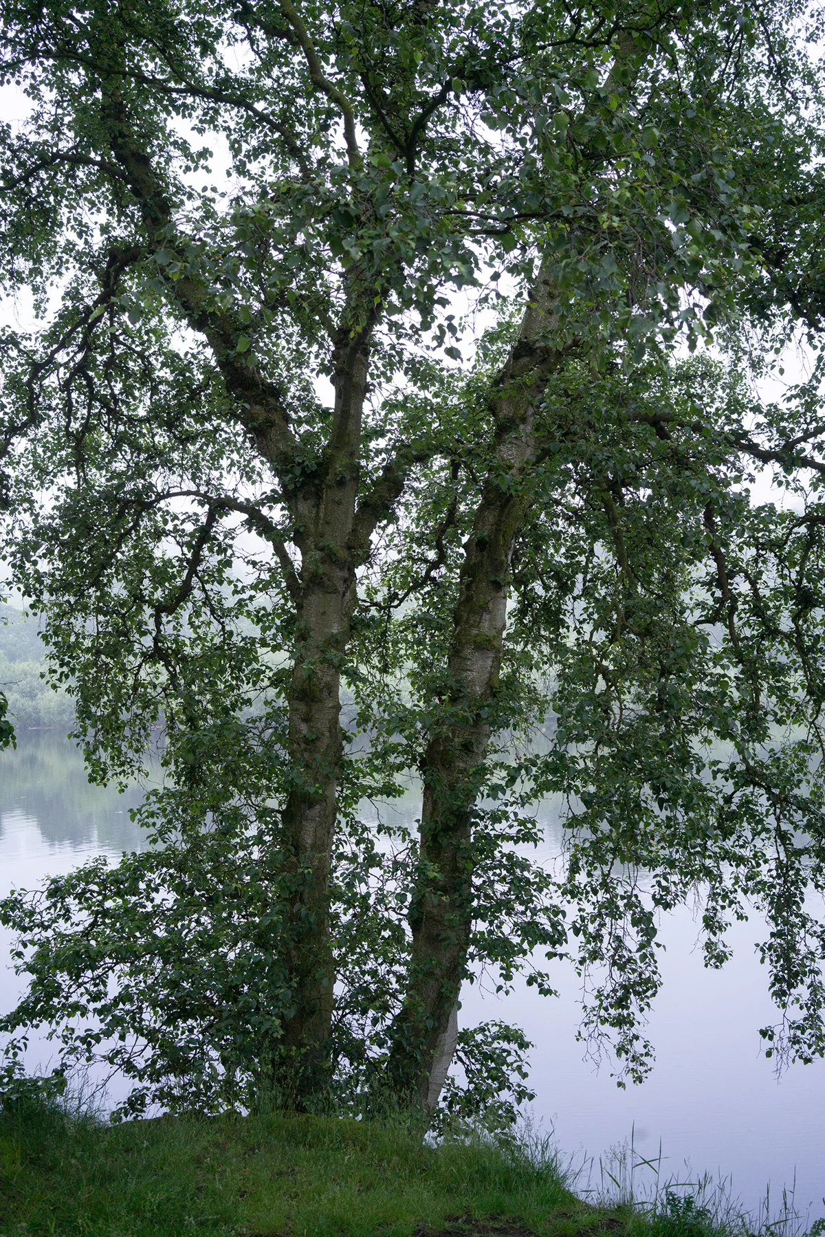 Twin silver birch trees on a misty lakeside in summer, their leafy branches reflected in calm grey water at dawn