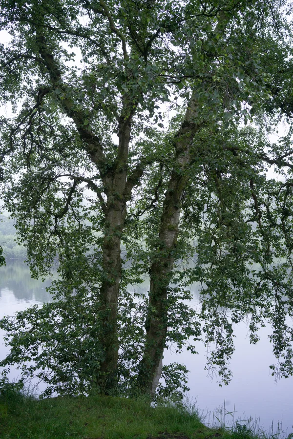 Twin silver birch trees on a misty lakeside in summer, their leafy branches reflected in calm grey water at dawn