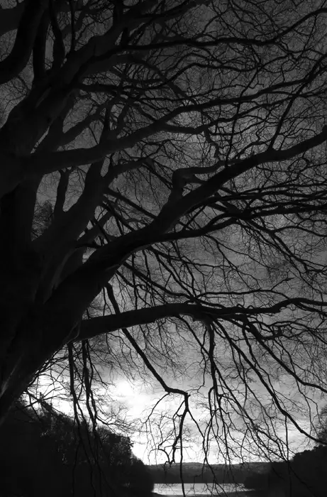 Winter morning
