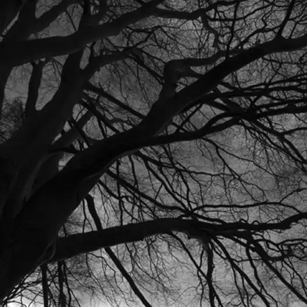 Winter morning