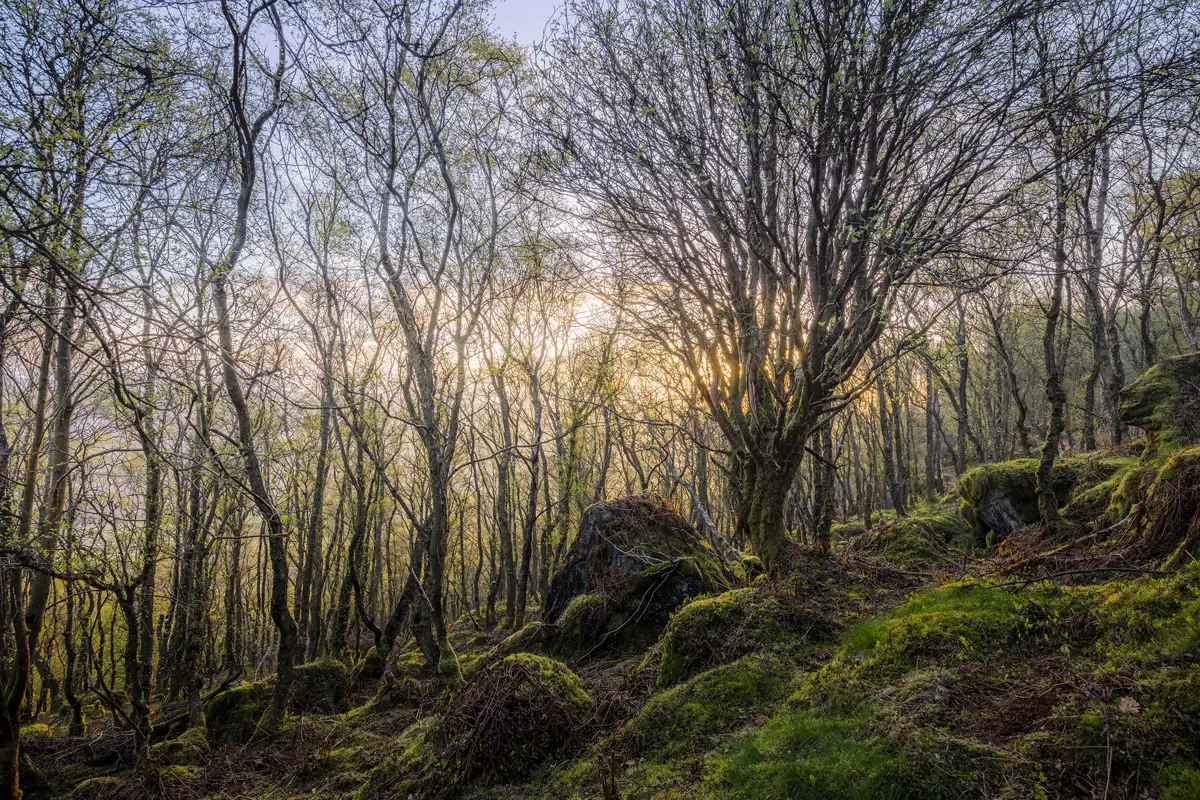 Dense woodland scene with bare, slender trees densely packed across a mossy forest floor. Sunlight filters through the branches, casting a soft glow on the landscape. Moss-covered rocks are scattered throughout, adding texture and depth to the scene under a clear sky.