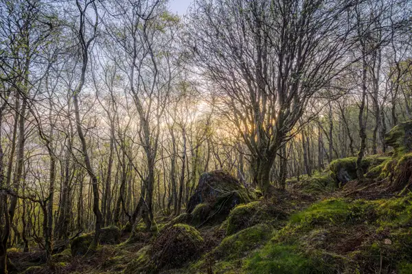 Dense woodland scene with bare, slender trees densely packed across a mossy forest floor. Sunlight filters through the branches, casting a soft glow on the landscape. Moss-covered rocks are scattered throughout, adding texture and depth to the scene under a clear sky.