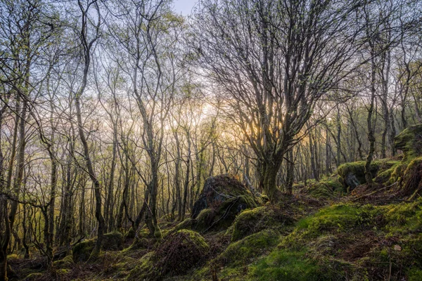 Bare birch and moss-covered rocks in woodland with golden sunrise light filtering through the trees in spring
