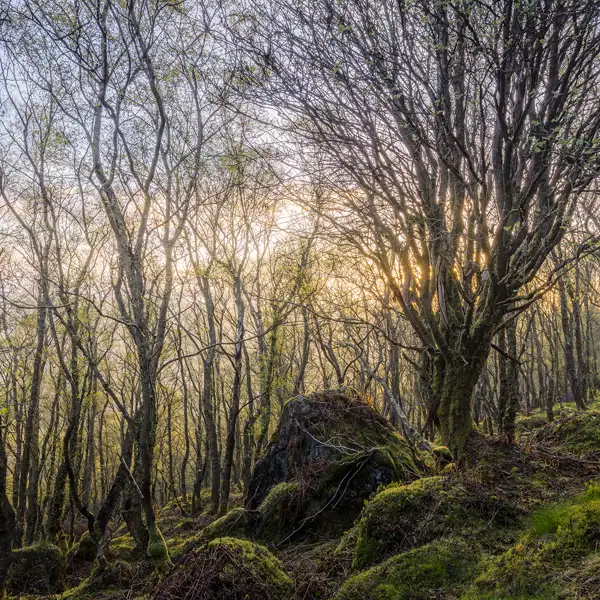 Spring woodlands