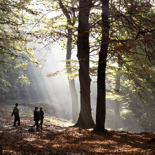 Autumn walk: Autumn walk