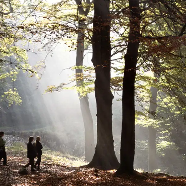 Autumn walk