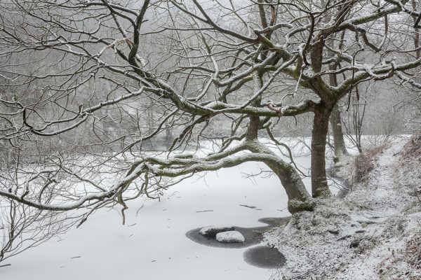a tree with snow on the ground