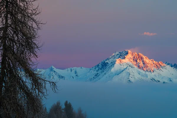 Snow-capped mountain peak glowing with alpenglow above a sea of cloud at dawn, framed by a bare larch tree