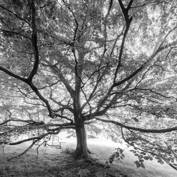 Spreading beech tree with sunlight filtering through leaves in misty woodland, black and white