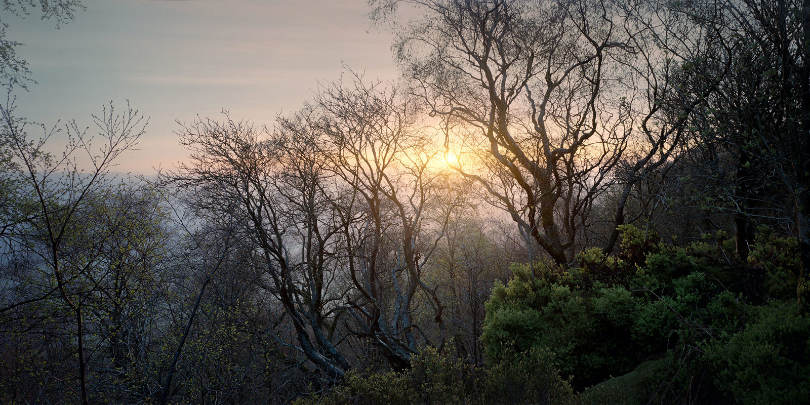 Bare trees with intricate branches silhouetted against a setting sun, creating a warm glow. The sky is softly lit with hints of pink and orange. Lush green shrubs and foliage are visible in the foreground, adding texture to the serene landscape.