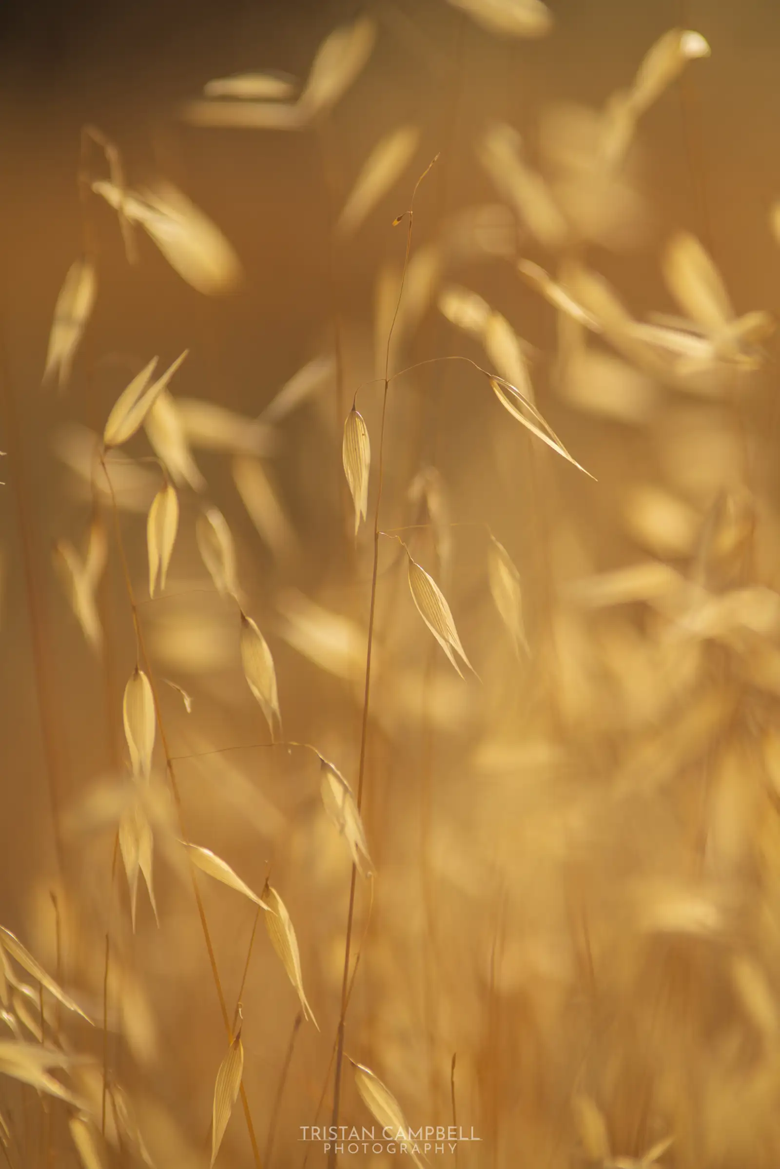 Close-up of tall, golden, dry grass stems with delicate seed heads, softly lit by warm sunlight. The background is blurred, creating a dreamy, serene atmosphere.