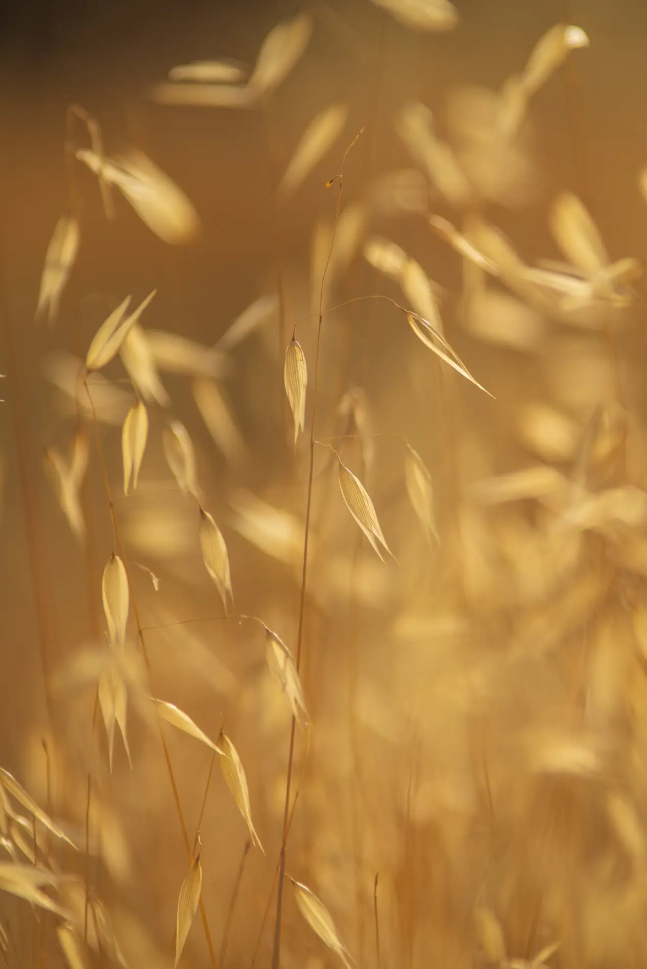 Golden wild oat seed heads in a sunlit meadow, backlit on a warm summer evening