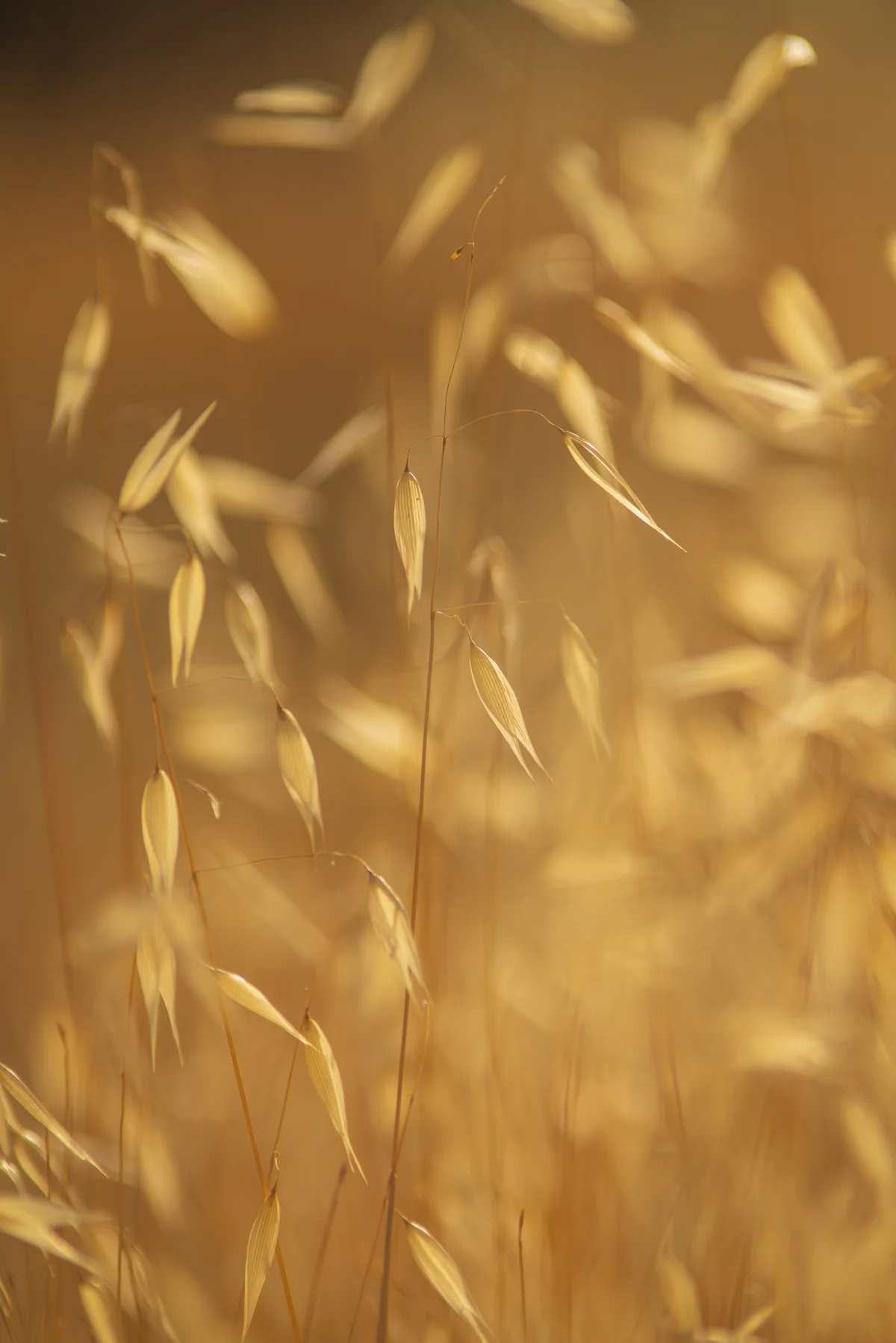 Golden wild oat seed heads in a sunlit meadow, backlit on a warm summer evening