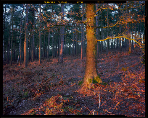 Edge Land:  a tree in a forest