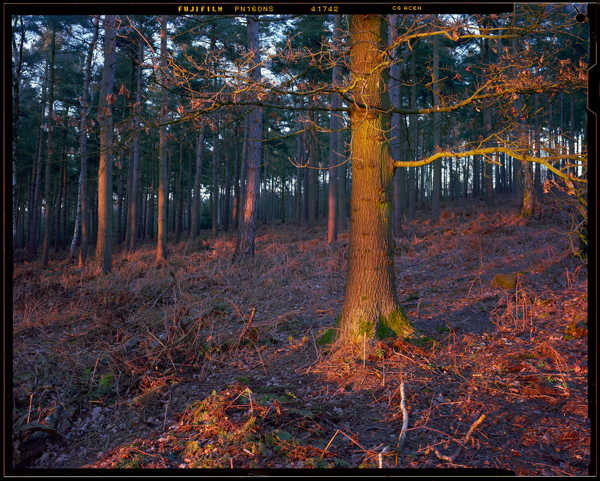 a tree in a forest