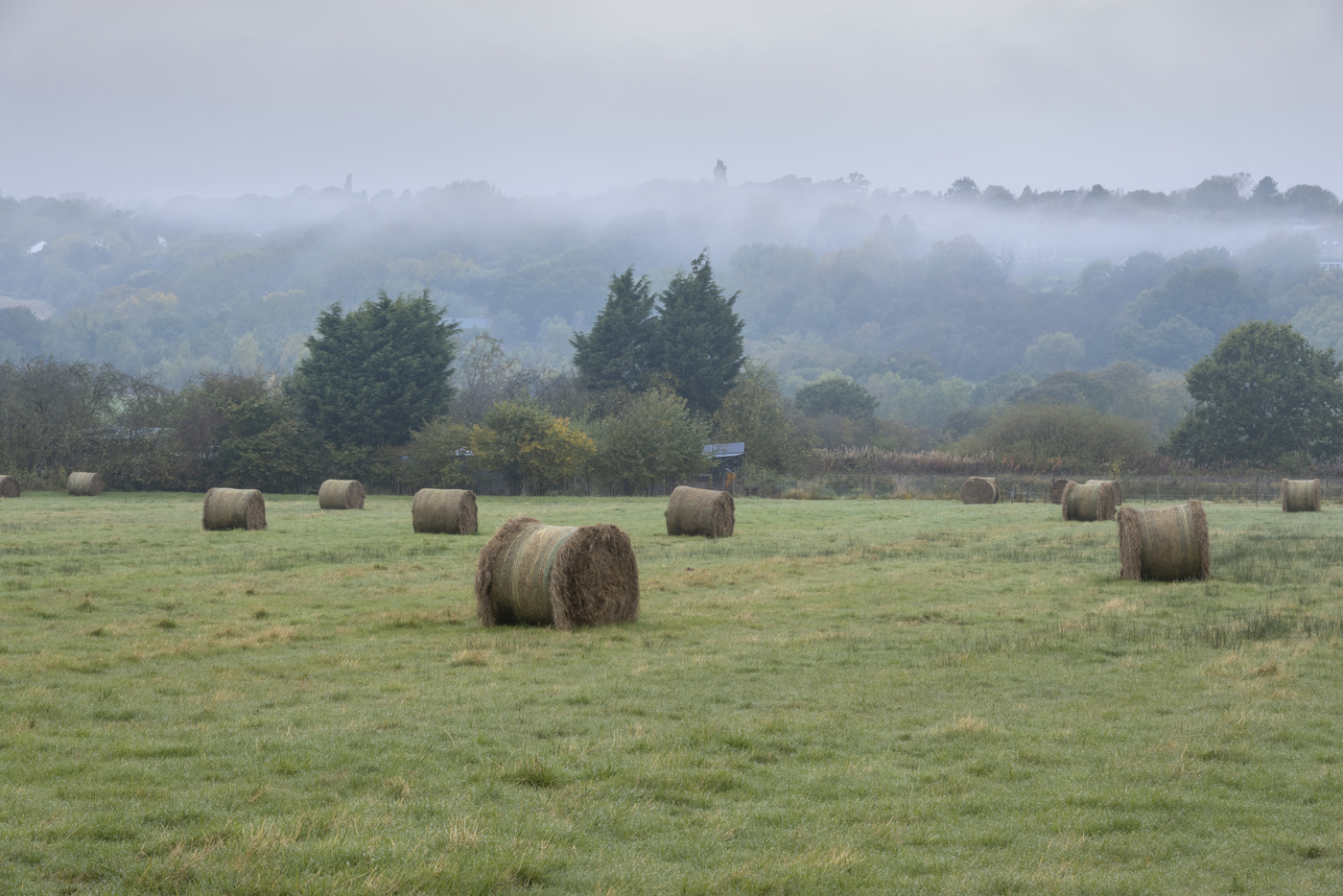  a herd of sheep standing on top of a grass covered field