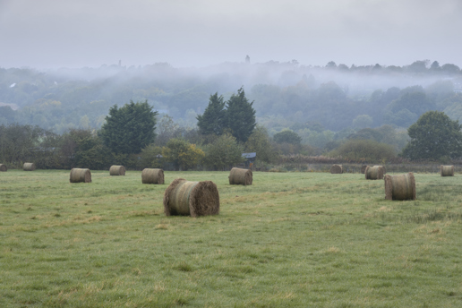  a herd of sheep standing on top of a grass covered field