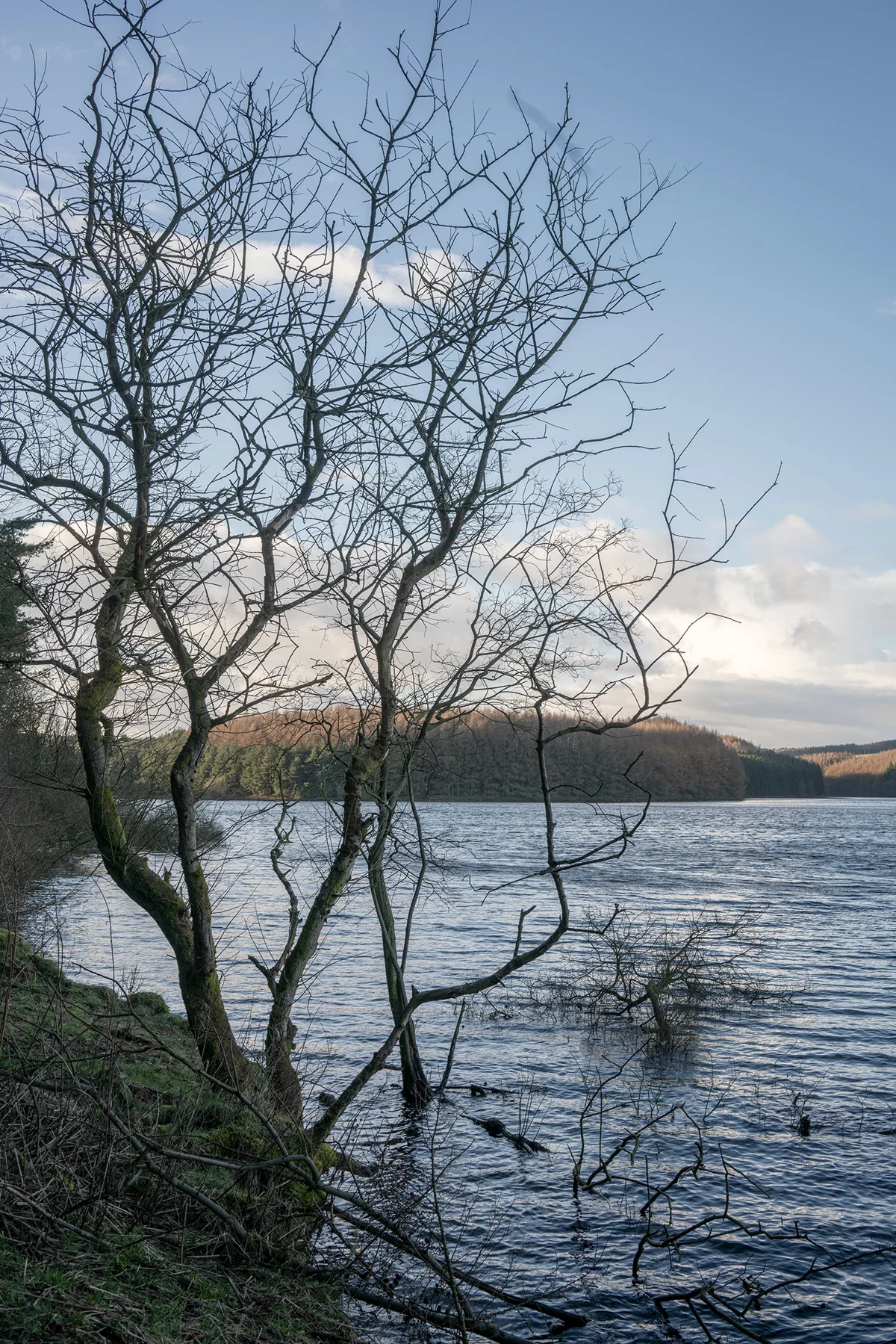 Bare moss-covered tree on a reservoir shoreline with forested hills beyond under a soft winter sky