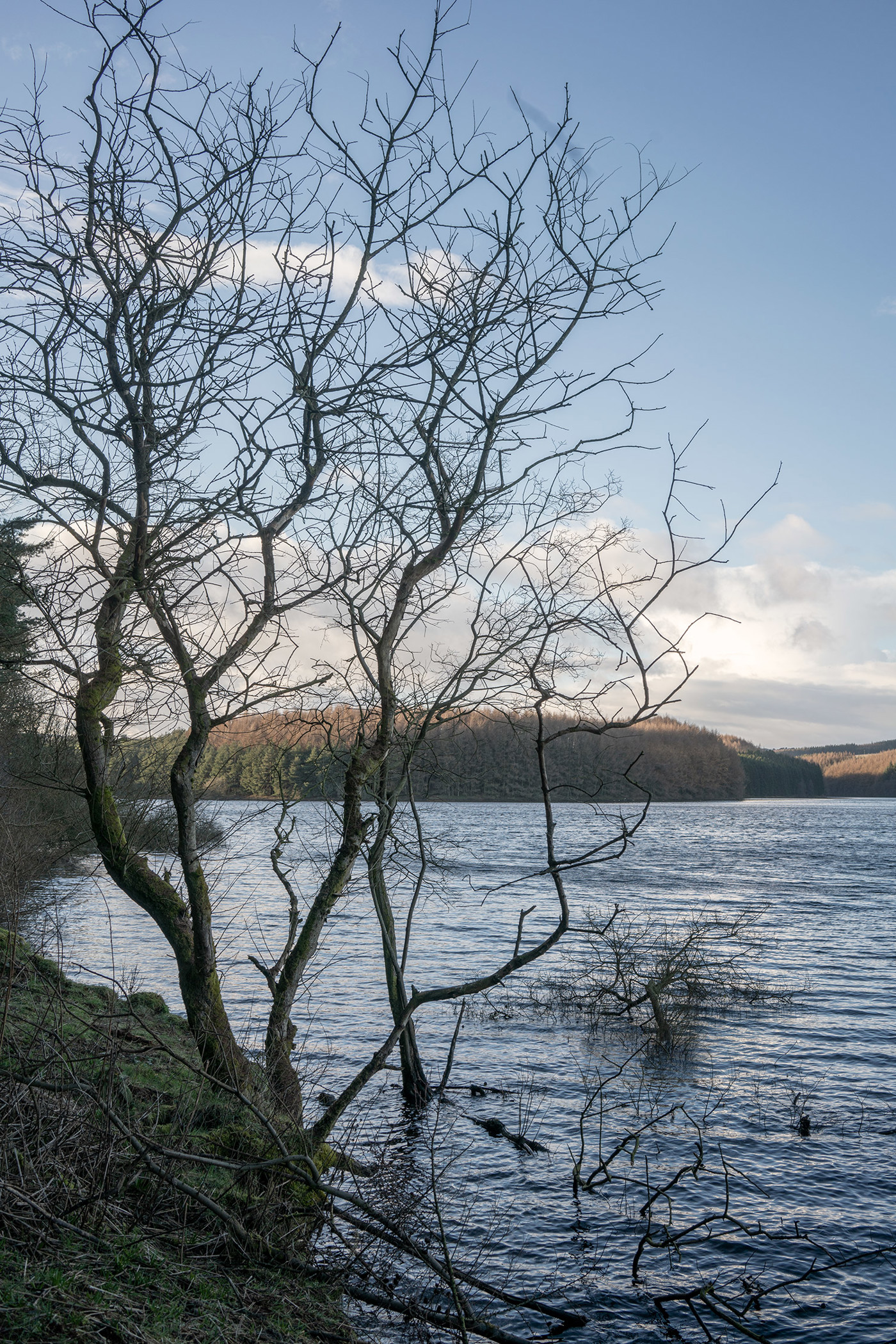  a tree next to a body of water