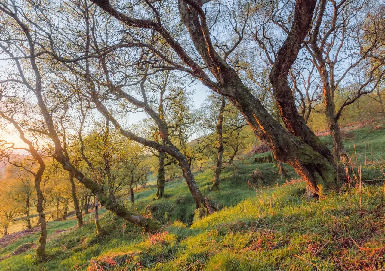 Sunlit forest with intertwining trees on a sloping hill. The trees have thin branches and young leaves, illuminated by the soft glow of the setting sun on the left. The ground is covered with lush green grass, tinged with pinkish hues from the sunlight. The sky is clear and blue, adding a serene backdrop to the scene.