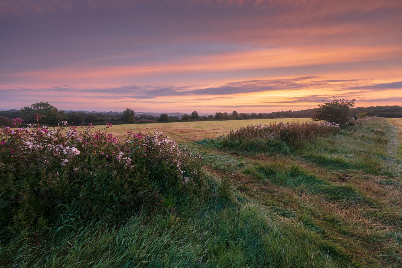  a field of flowers