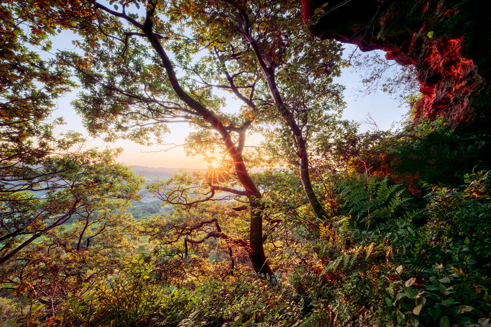 Sunburst through oak trees and ferns beside a sandstone outcrop, overlooking a wooded valley at sunset