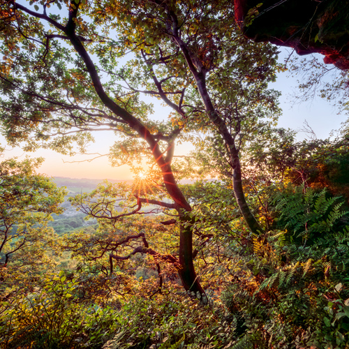 14th June: A serene sunrise peers through the dense foliage of North Yorkshire's woods. Lush green leaves dapple the warm glow as it blankets the landscape. The contours of distant hills silhouette against the soft sky on the horizon. The scene is a tranquil intersection of day's beginning and nature's quiet.