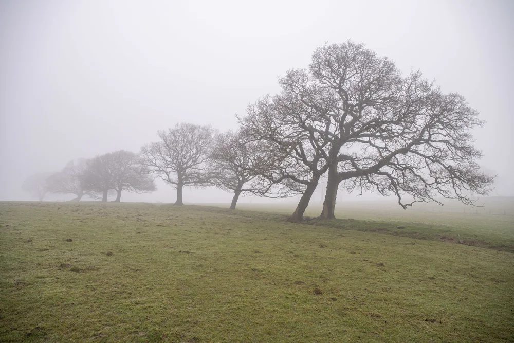 Bare oak trees in a row across a misty green field on a still winter morning