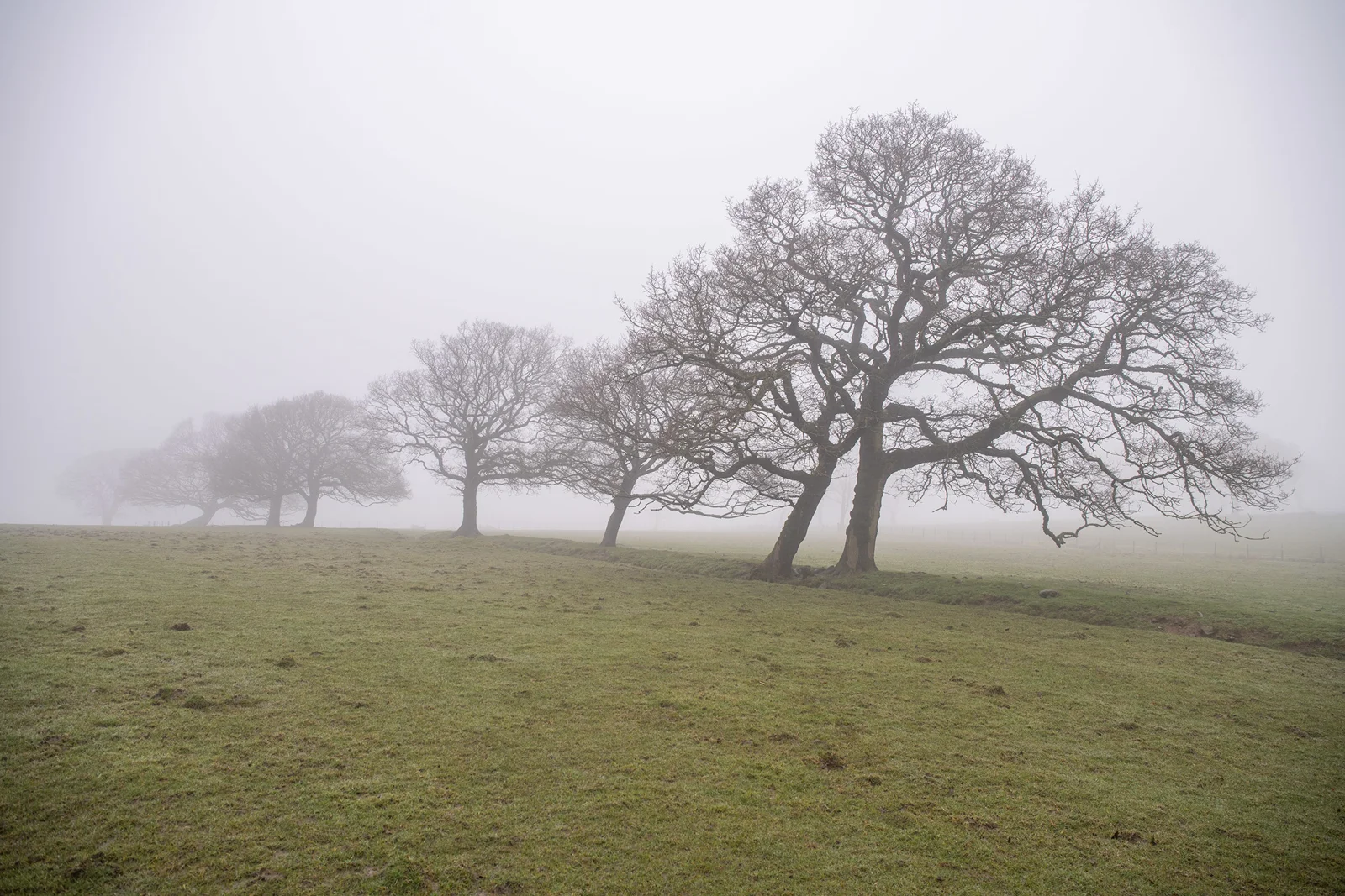 Bare oak trees in a row across a misty green field on a still winter morning
