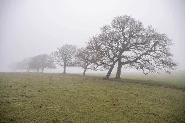 Bare oak trees in a row across a misty green field on a still winter morning